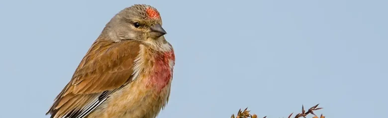 Hämpling. Högst upp i en taggig buske. Rödbrun rygg och vita kanter på vingarna. Två röda bröstfläckar och en röd panna.
