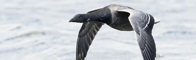 En Prutgås flyger över vattenytan. Dess vingar är mycket nära vattnet.