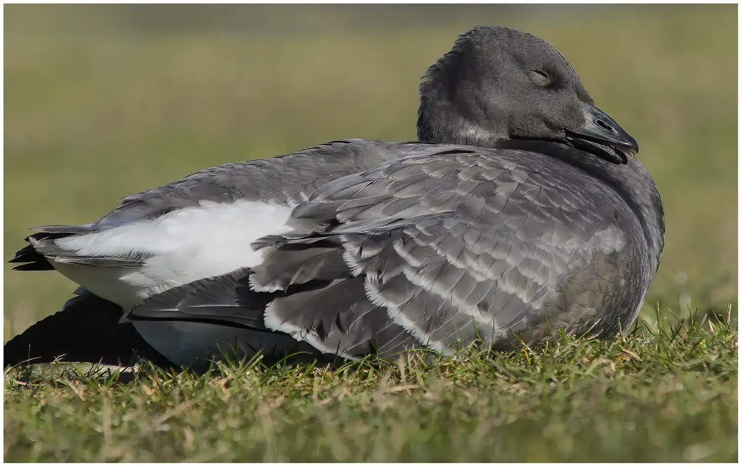 Prutgås
