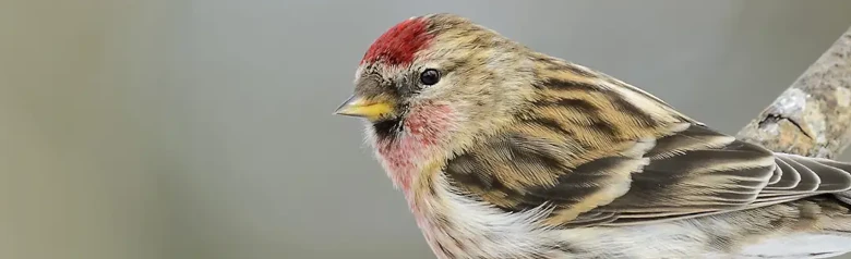 Gråsiska. Sitter på en gren. En liten, randig fink med kort, gul näbb, svart haklapp och en röd fläck på framsidan av huvudet.