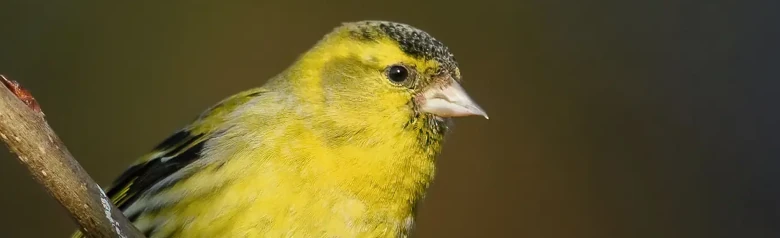 Grönsiska. På en gren. Grön rygg, gula vingband, gult huvudband och gula bröstsidor. Rumpan och hakan är svarta.