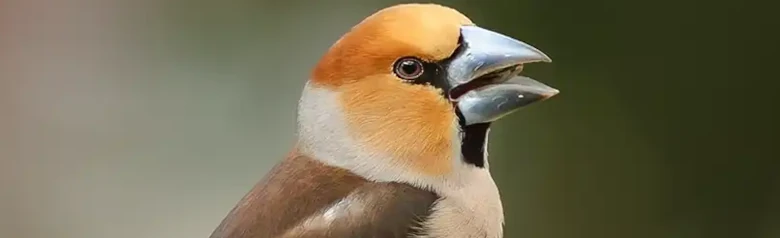 Stenknäck. Sitter på en trädstubbe. Kraftigt byggd fink med mycket kraftig näbb. Färgstark fjäderdräkt i rött, brunt och grått.