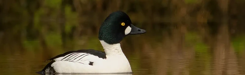 En knipa ses ligga på vattenytan. Fågelns färger och gula ögon är mycket distinkta.