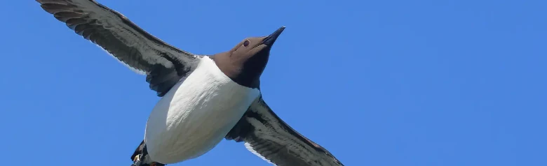 Sillgrissla