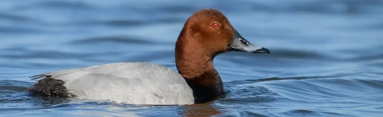 En Brunand på vattnet. Du lägger märke till det bruna huvudet och det röda ögat.