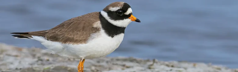 Större strandpipare