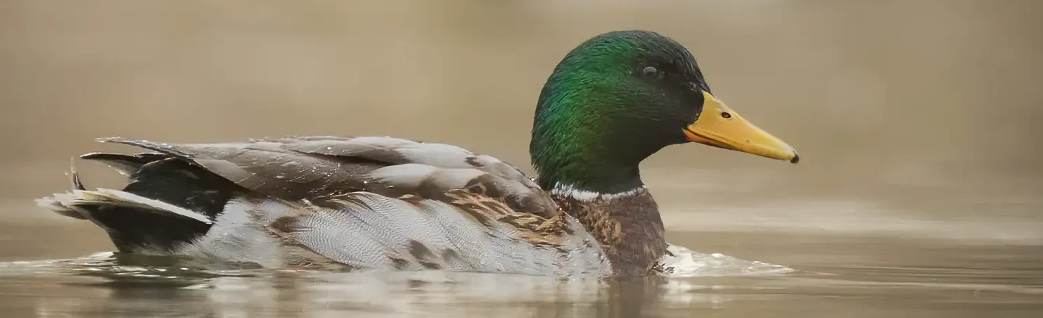 En gräsand ligger på vattnet i morgondimman. Dess huvud har en vacker grön färg.