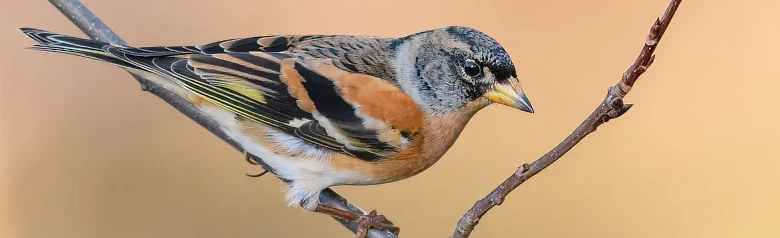 Bergfink. Har orange detaljer i fjäderdräkten. Vit överdel, som syns tydligt under flygning.