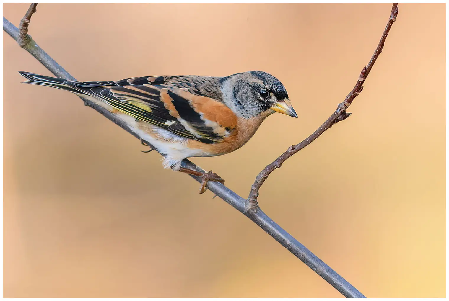 Bergfink. Har orange detaljer i fjäderdräkten. Vit överdel, som syns tydligt under flygning.
