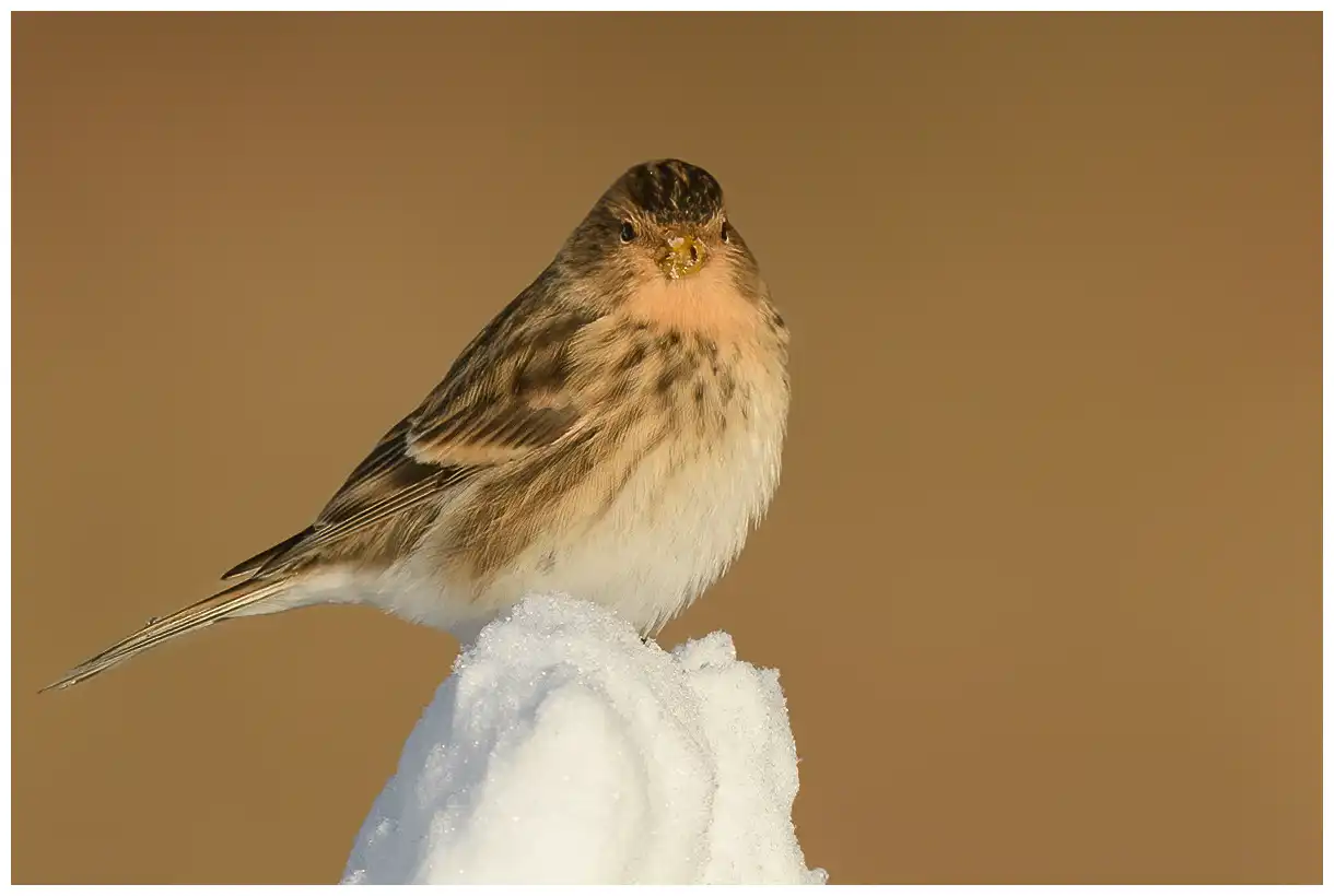 Vinterhämpling. Sitter på en snöhög. Gulbrun och randig på rygg och sidor av kroppen. Gul näbb på vintern.