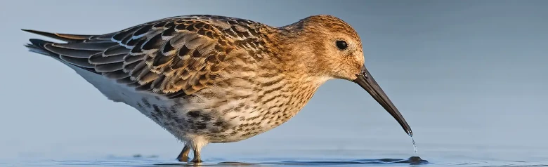 Kärrsnäppa