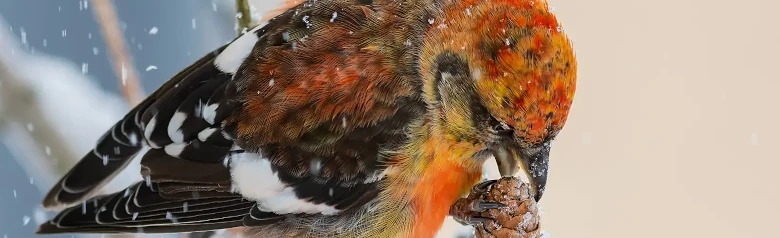 Bändelkorsnäbb. Äter kottefrön i snöigt väder. Håller i kotten med ena foten och klamrar sig fast vid en kvist med den andra.