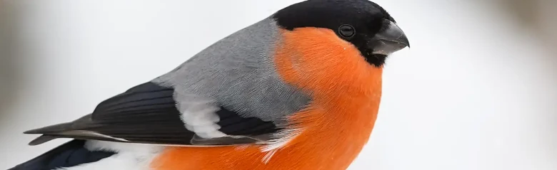 Domherre. Vinterbild. Orangeröd undersida i stark kontrast till fågelns grå översida och svarta kalott.