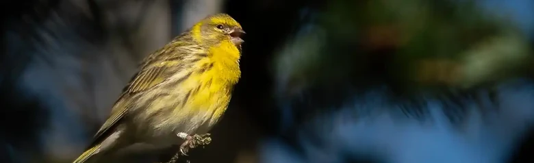 Gulhämpling. Sjunger i träd. Kort och kompakt näbb. Kraftiga längsgående ränder på rygg och flanker. Citrongul panna och bröst.