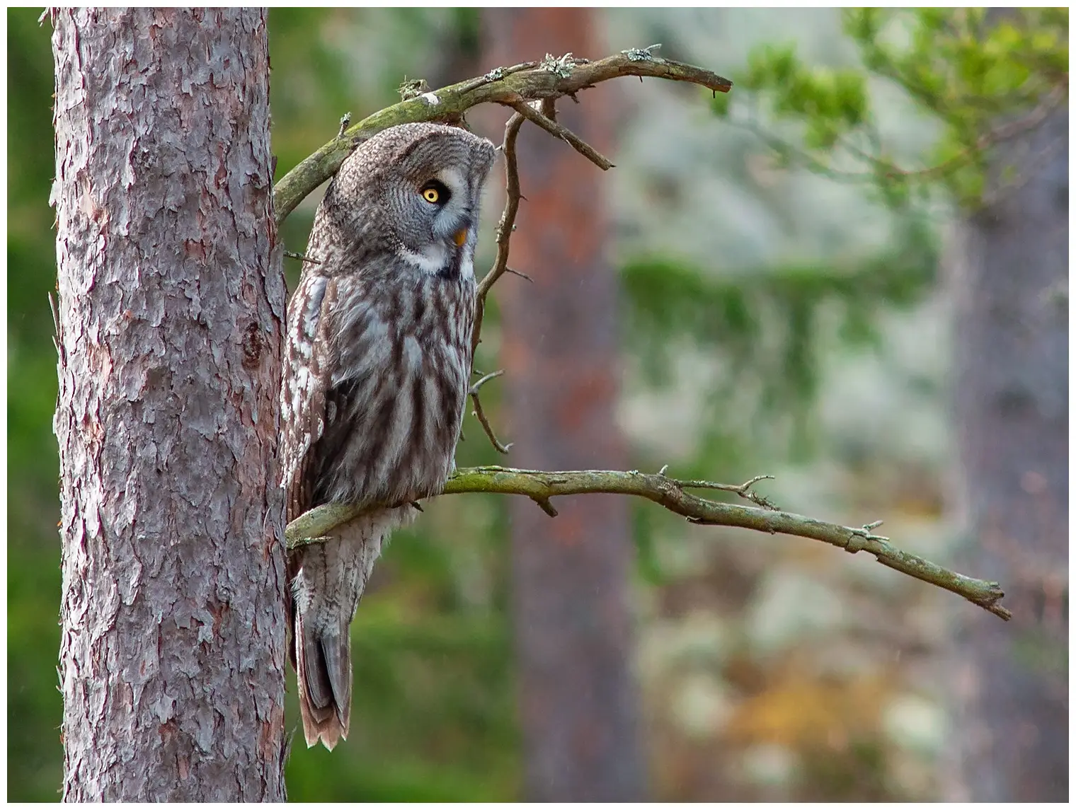 Lappuggla