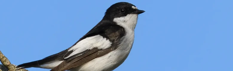 Svartvit flugsnappare. Två vita fläckar i pannan, distinkta vita markeringar på de mörka vingarna och helt vit undersida