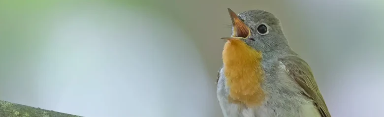 Mindre flugsnappare. Sjunger på en gren. En hanfågel med en distinkt orange hals som kontrasterar mot det blågrå huvudet.