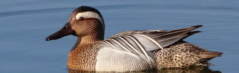 En Årta fotograferad på öppet vatten. Fågeln har en tydlig ljus ögonrand.