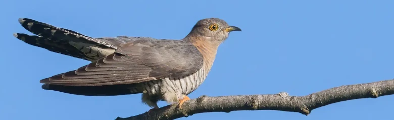 Gök. Falkliknande med långa spetsiga vingar och lång stjärt. Askgrå med mörkare stjärt och vingar, ljus undersida med mörka tvärstreck.