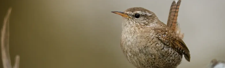 Gärdsmyg. Sedd framifrån på en gren. Liten rostbrun fågel med stjärt som pekar uppåt.