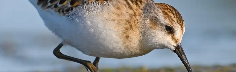 Småsnäppa