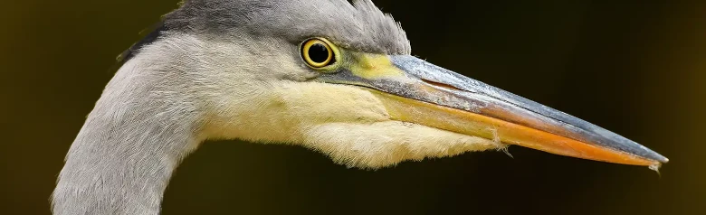 Gråhäger. Endast huvudet är synligt. Ljus hals, kraftig gul näbb och distinkt svart rand bakom ögat.