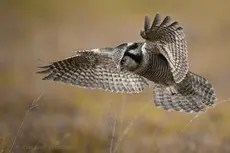 Hökuggla