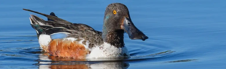 Skedand. Ankan ligger på vattnet och den mycket breda näbben är mycket iögonfallande. Brun flank.