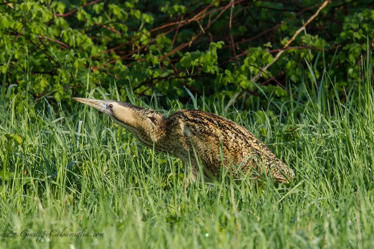 Rördrom. Här i tät vegetation. Medelstor häger med längsrandig, gyllenbrun fjäderdräkt.