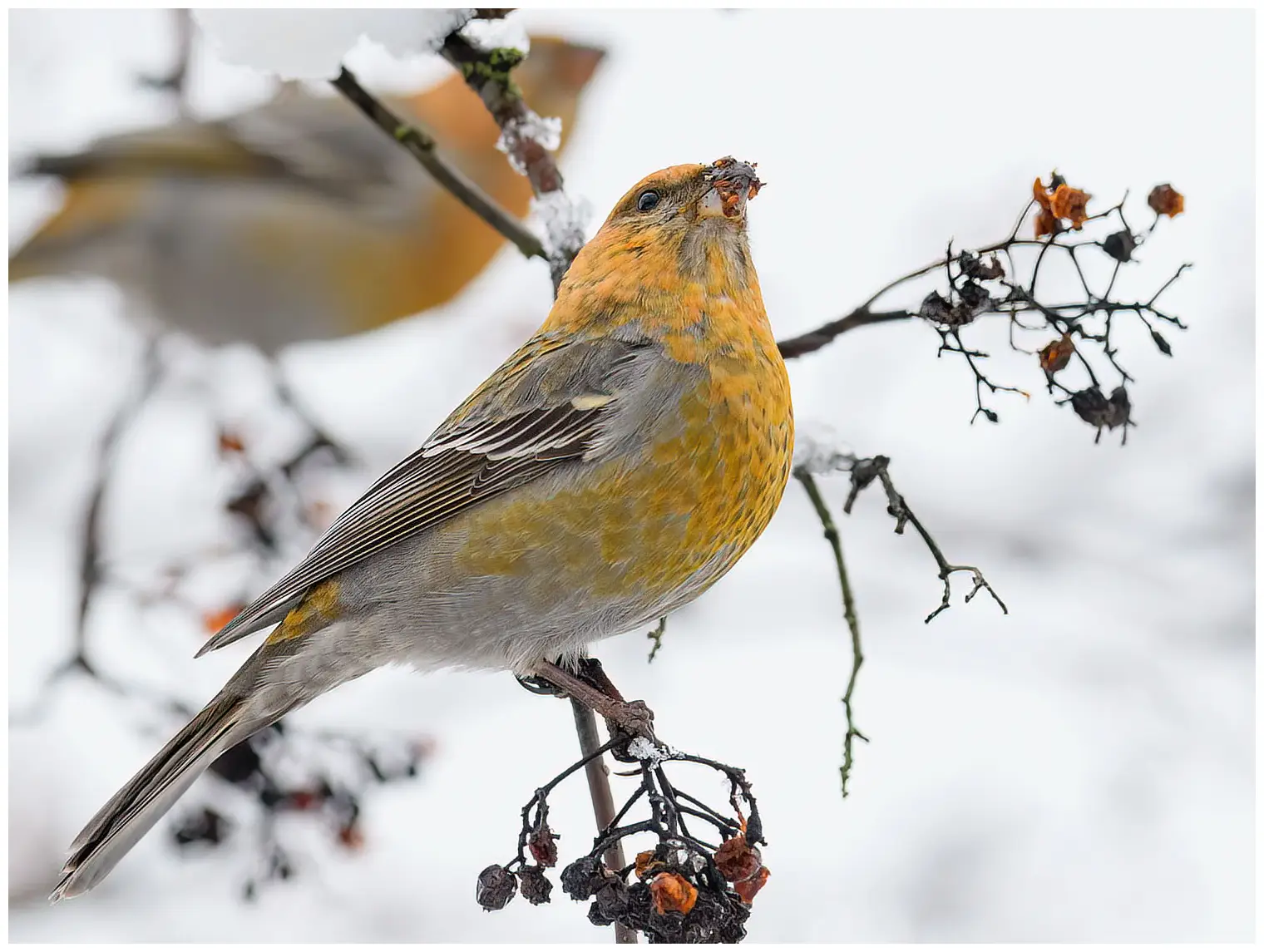 Tallbit. En fågelhona äter bär från en buske. Snö i bakgrunden.