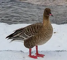 Spetsbergsgås