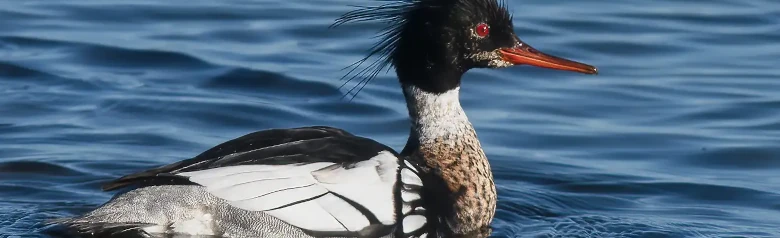 Småskrake. Foto från sidan, så att de spetsiga fjädrarna på huvudet, det röda ögat och den svartvita fjäderdräkten syns.