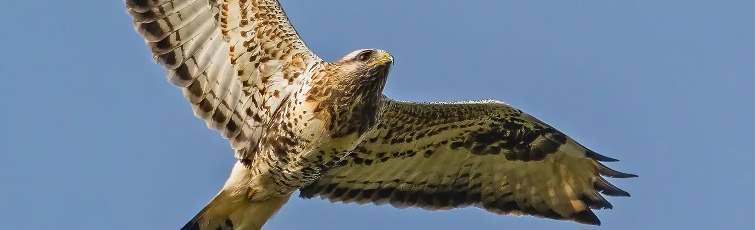 Fjällvråk. Sedd från undersidan upp mot himlen. ysere Ljus fjäderdräkt. Fågeln har en vit stjärt med mörk bakkant.