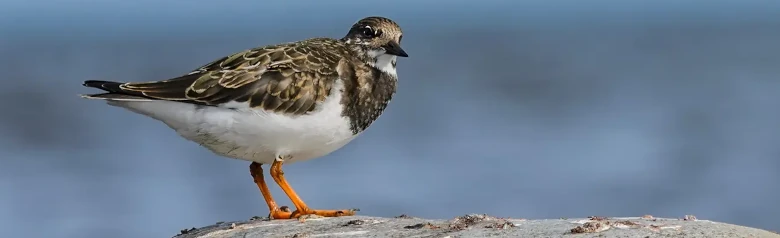 Roskarl