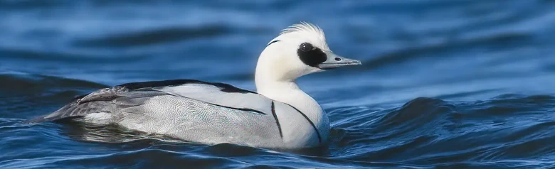 Salskrake. Hanen är i den magnifika fjäderdräkten, som bärs från oktober till maj, vit med en svart fläck vid ögat och på halsen.