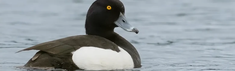 En Vigg stirrar rakt in i kameran med sina gula ögon.