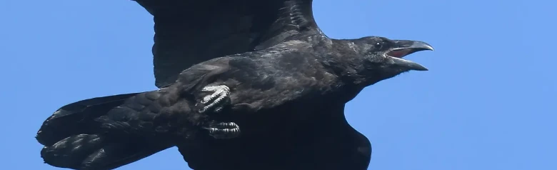 Korp. Här flyger den mot en blå himmel. Stor fågel med mycket kraftig näbb och kilformad stjärt.
