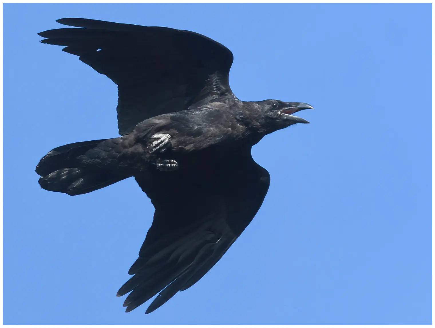 Korp. Här flyger den mot en blå himmel. Stor fågel med mycket kraftig näbb och kilformad stjärt.