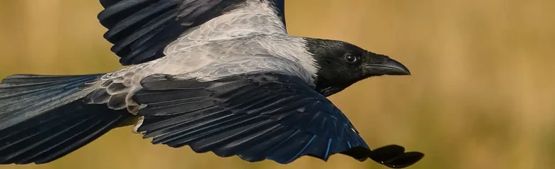 Kråka. Flygande med gräs i bakgrunden. Fågeln är mestadels grå, men har svarta vingar, ansikte och bröst.