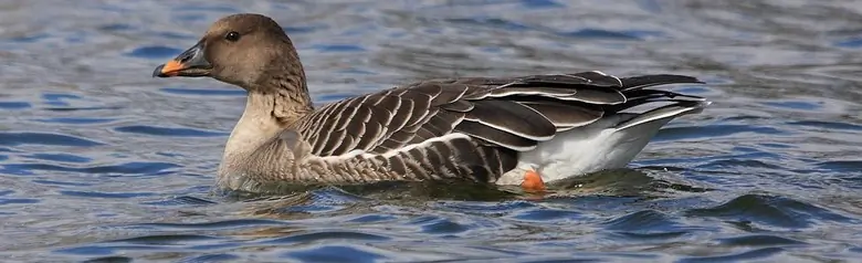 Tajgasädgås. Liggande på vatten. Benen är orange, liksom näbben som också har svarta markeringar.