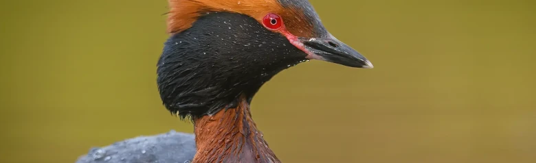 Svarthakedopping. Orange prydnadsfjädrar på huvudet, svart krage och helt röda ögon.