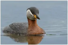 Gråhakedopping