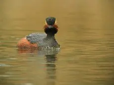 Svarthalsad dopping