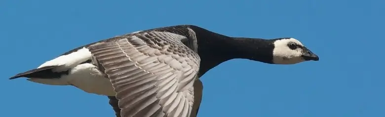 En flygande vitkindad gås med tydliga svarta och vita färger. Vingarna pekar nedåt.