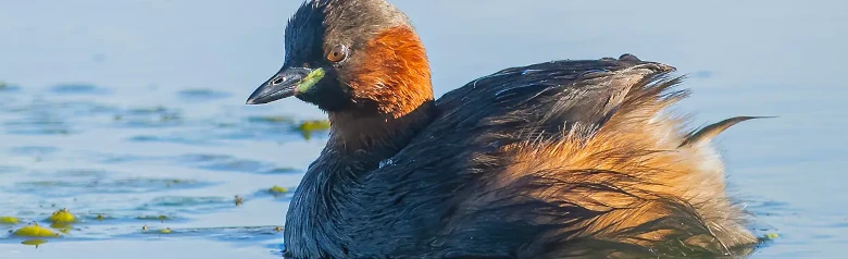 Smådopping. Fågeln är mörk och har tydliga gula fläckar i mungiporna. Den saknar den huvuddräkt som andra gråhakedoppingar har.