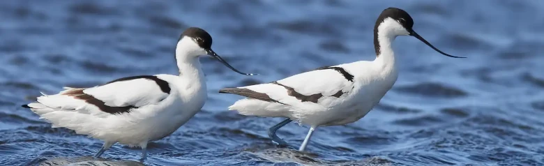 Skärfläcka