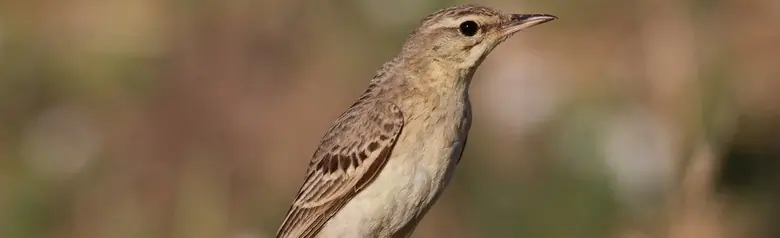 Fältpiplärka. Står upprätt på marken. En stor, ljus fågel med nästan randig, ljust sandfärgad undersida och svagt fläckig, gulbrun ovansida.