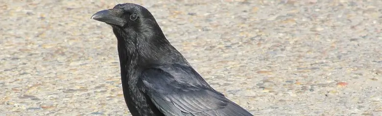 Svartkråka. Sitter på vägen i solskenet. Helt svart fågel, svagt glittrande i solskenet.