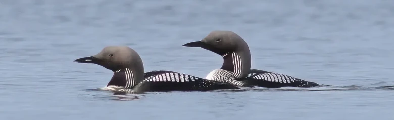 Storlom. Två fåglar på vattnet. Har lång, tjock hals, som ofta hålls i en S-kurva. Vita rutor på ryggen och svart fält på halsen.