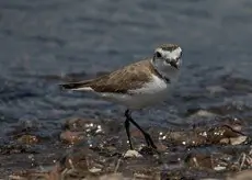 Svartbent strandpipare